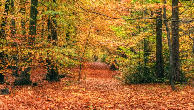 Heerlijke Herfst