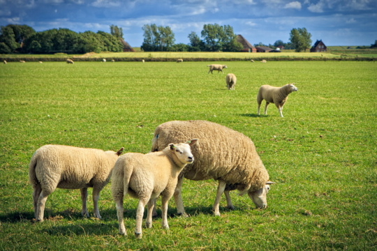 Schapenboerderij