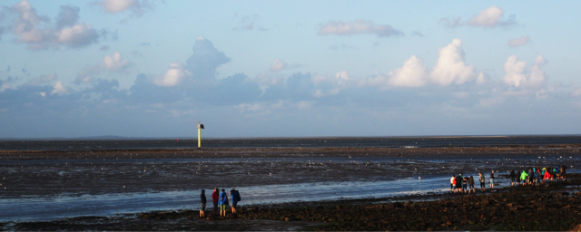 Wadlopen op Texel