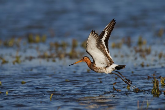 Dutch Birding